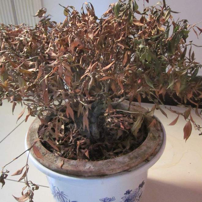 家里有这5种物品一定要尽早处理掉！k8凯发入口俗话说：“财不入脏屋”(图5)